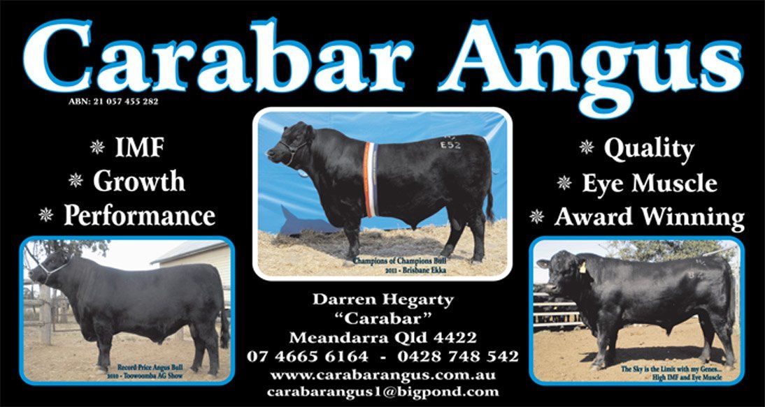 Carabar Angus