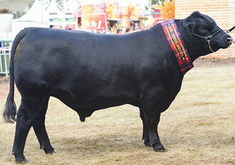 Black sire with red collar