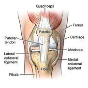 Diagram showing structure of knee