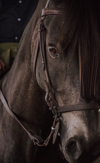 Dark Horse with bridle on.