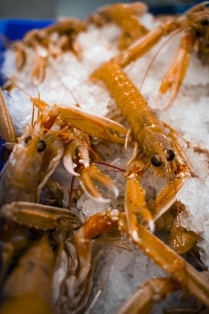 langoustines on a bed of ice