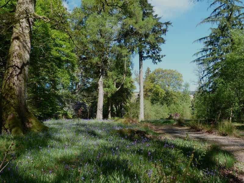 Trees in Ardkinglas Gardens in Sunshine.