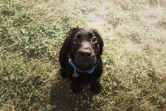 los perros defecan sangre cuando tienen parvo