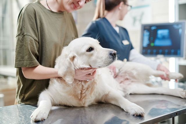 los perros defecan sangre cuando tienen parvo