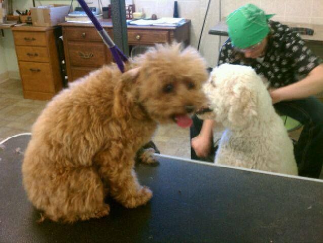 A tan poodle sits on a grooming table, looking at the camera. A groomer works on another white dog.