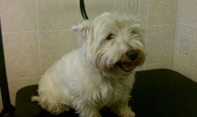 White West Highland White Terrier dog, freshly groomed, sits on a black surface indoors, looking at the camera.