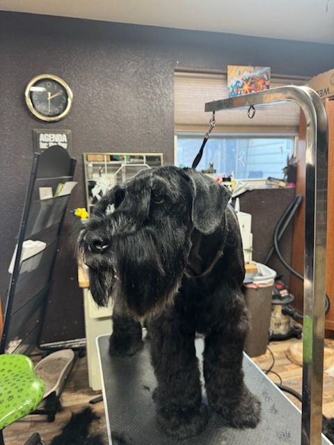 White puppy getting groomed; person trimming fur with scissors.