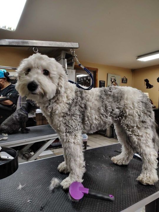 Golden Cocker Spaniel, freshly groomed, sits on a black table with a blue leash attached.