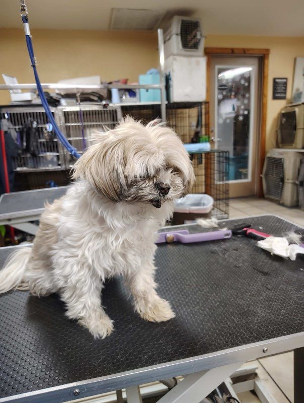 Yorkshire Terrier standing on tiled floor, looking up. Tan and grey fur, floppy ears.