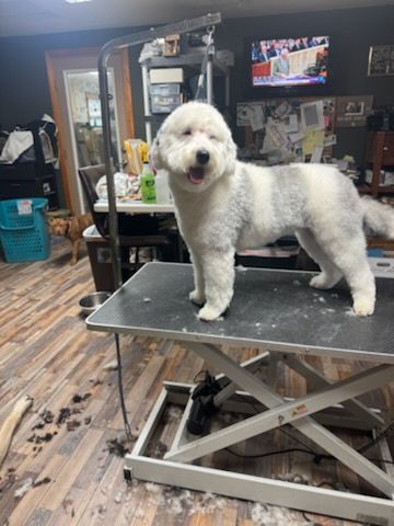 White dog with short haircut on grooming table, tongue out.