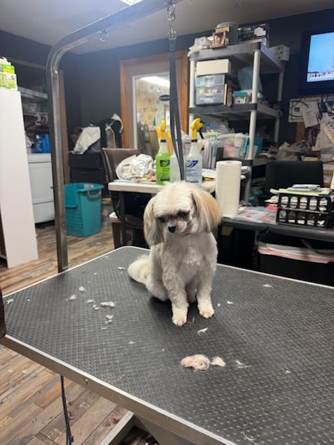Dog getting its paw trimmed by a groomer at a grooming table.