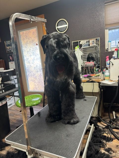 Dog with brindle fur on grooming table, tongue out, in a pet grooming shop.