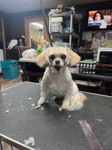 White West Highland Terrier dog sitting, with a smiling expression, on a black table.