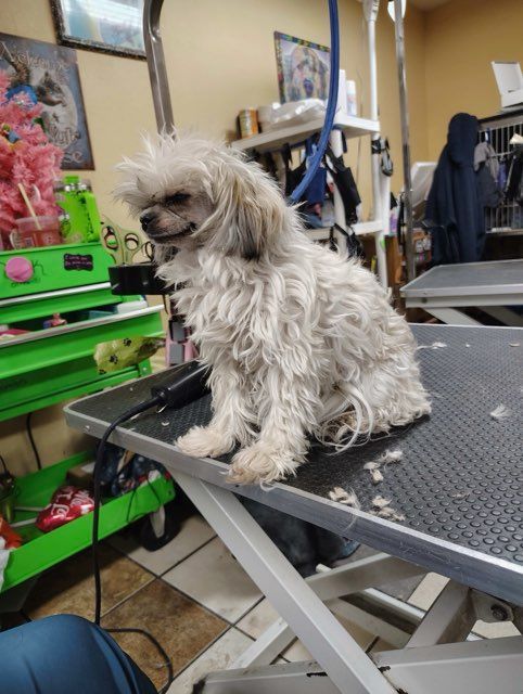Dog with brindle fur on grooming table, tongue out, in a pet grooming shop.