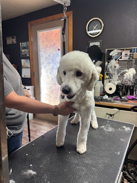 Tan puppy being pet on the head, sitting on a tiled floor.
