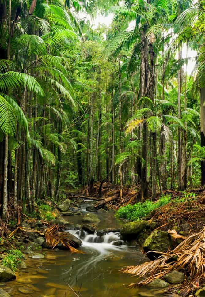 A Small Stream Running Through a Lush Green Forest — CTS Locksmiths in Buderim, QLD