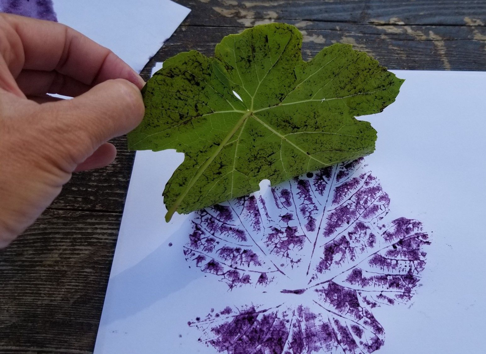 A person is holding a green leaf with purple paint on it.