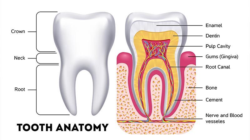 Endo Tooth Map What Is an Endodontist?
