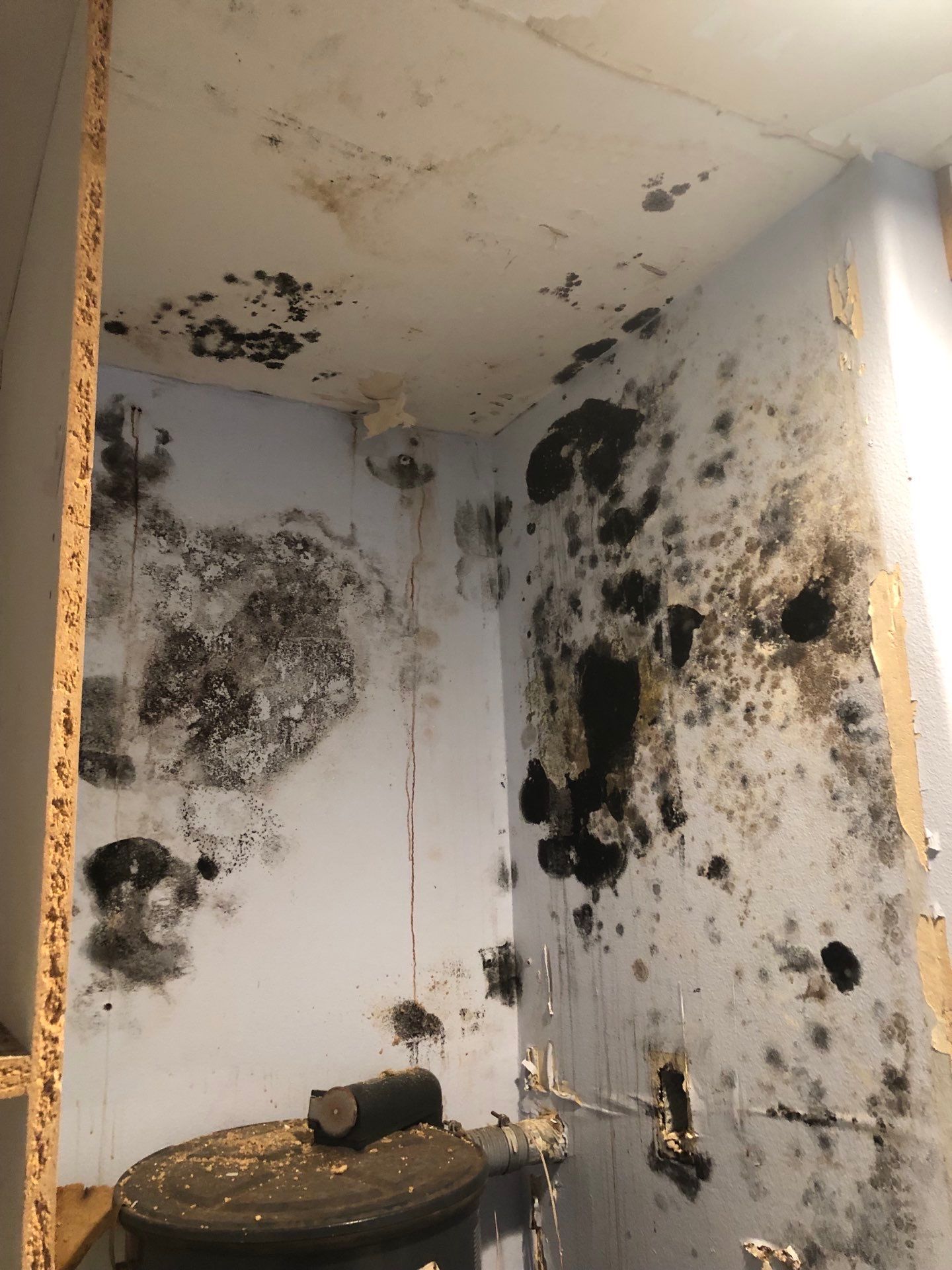 A room with a lot of mold on the walls and ceiling.