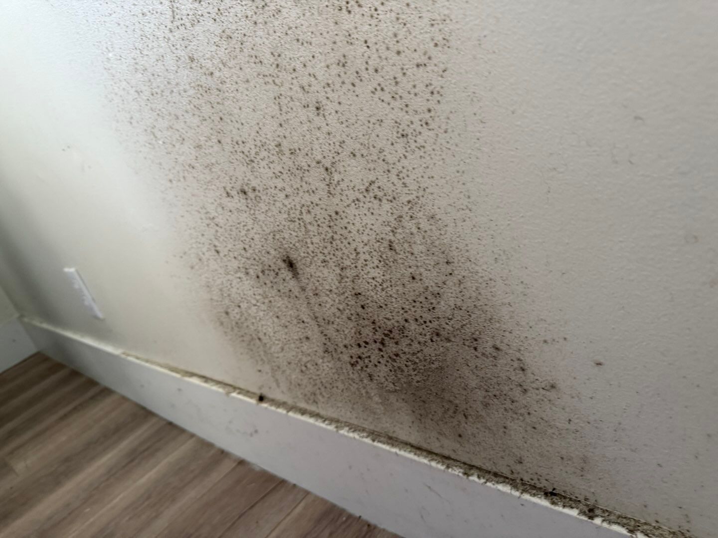 Mold Remediation