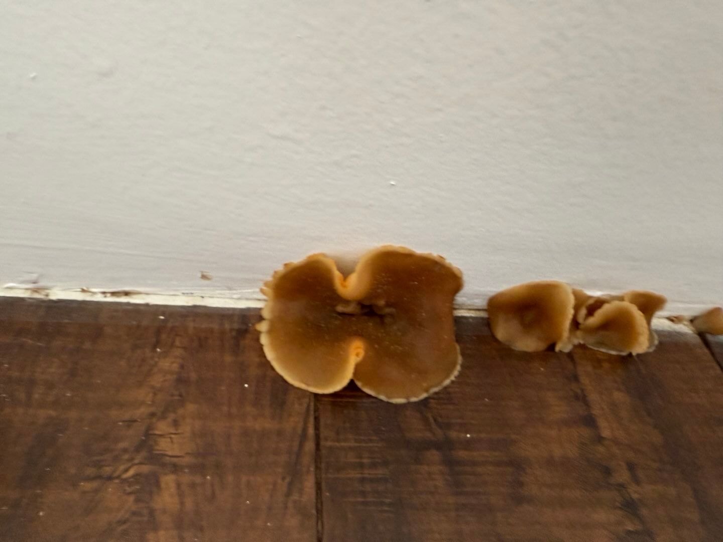 Mushrooms growing on a wooden floor next to a white wall