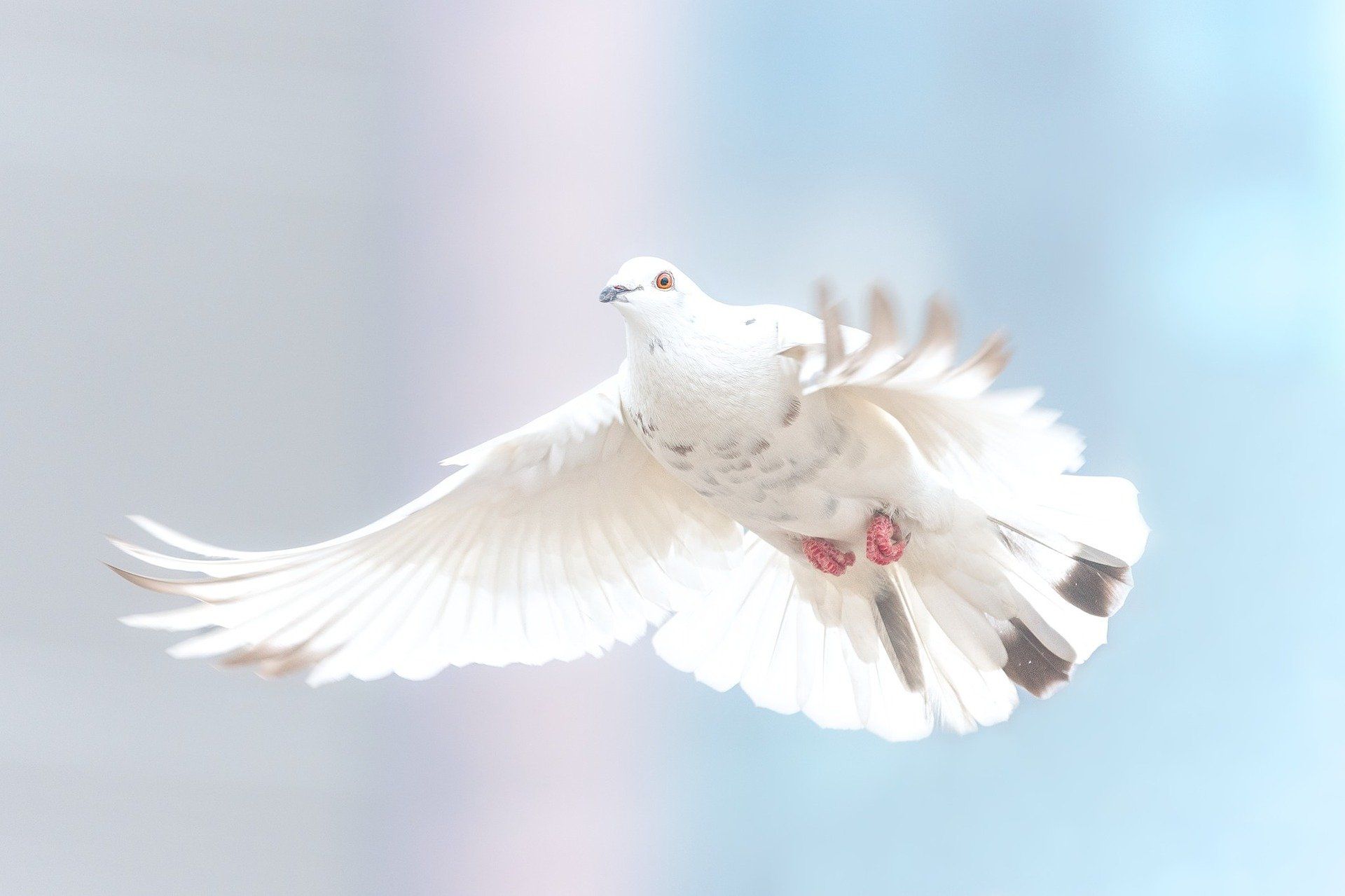 White dove in flight against blue sky