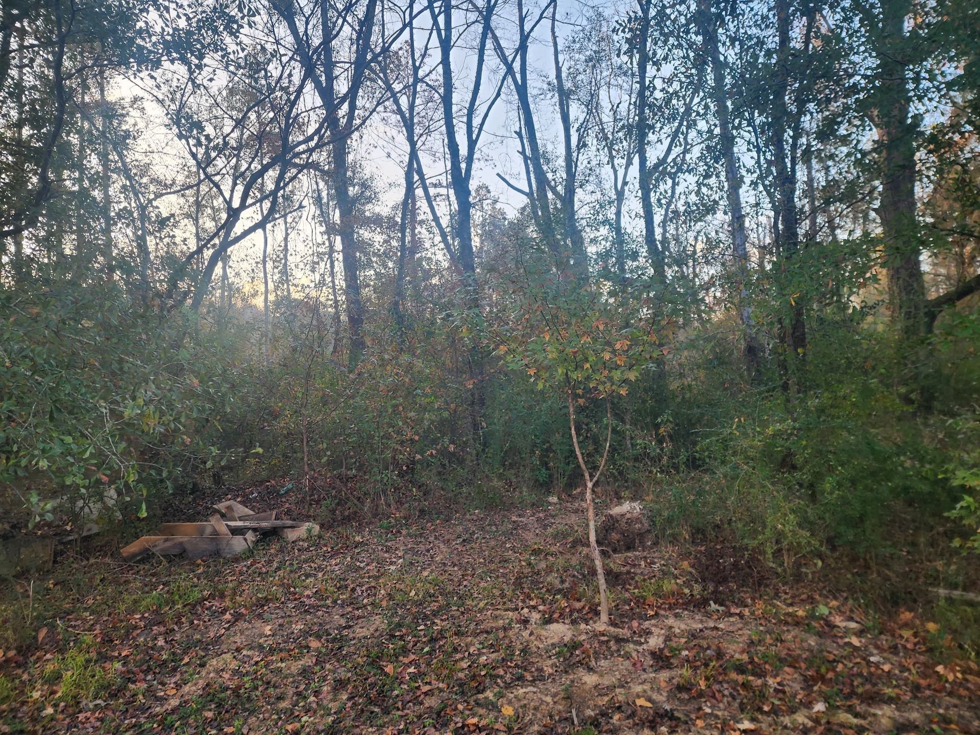 Forest scene with trees and shrubs; brown leaves on the ground.