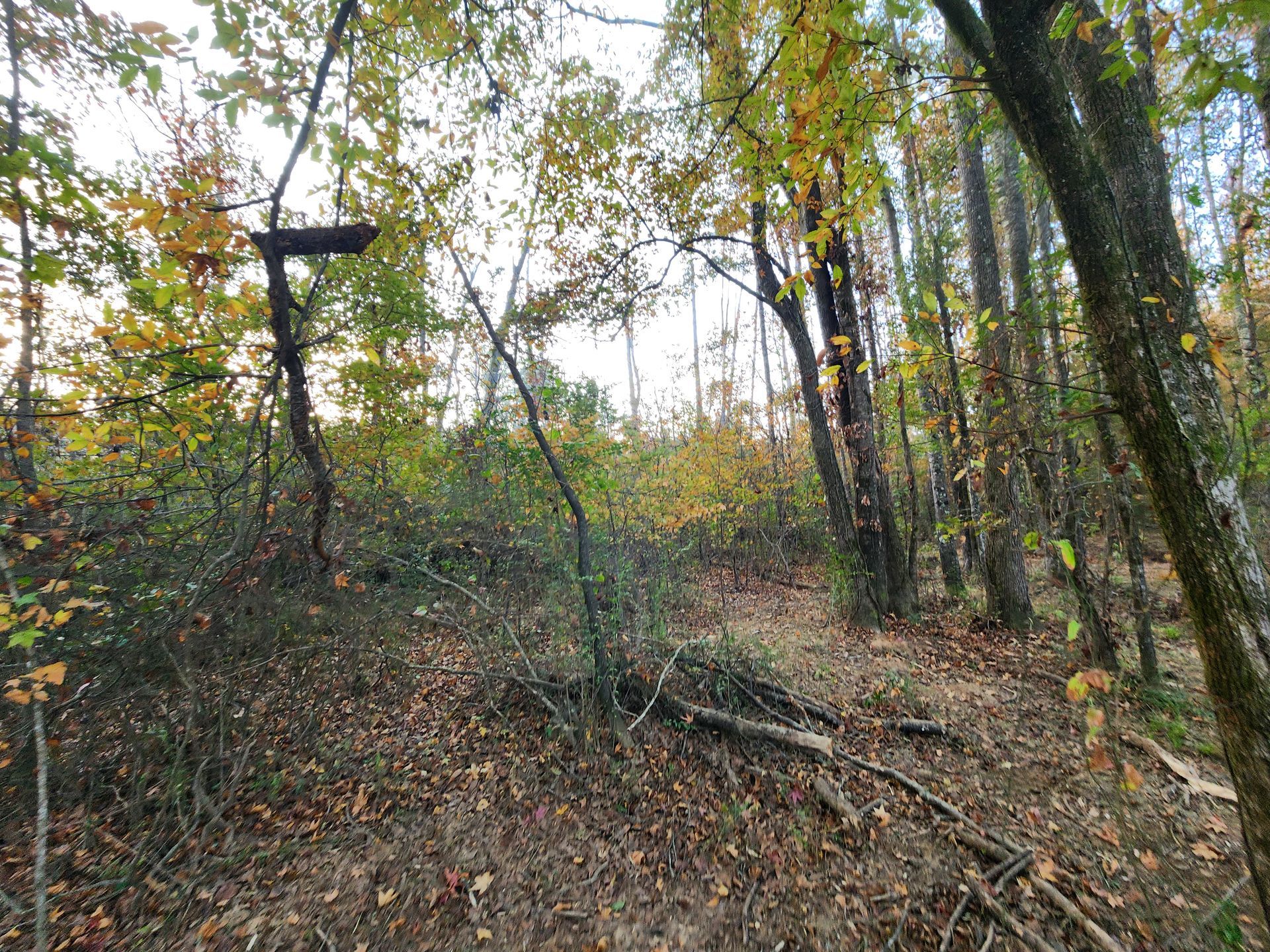 Forest scene with trees and foliage, dirt path, overcast sky.