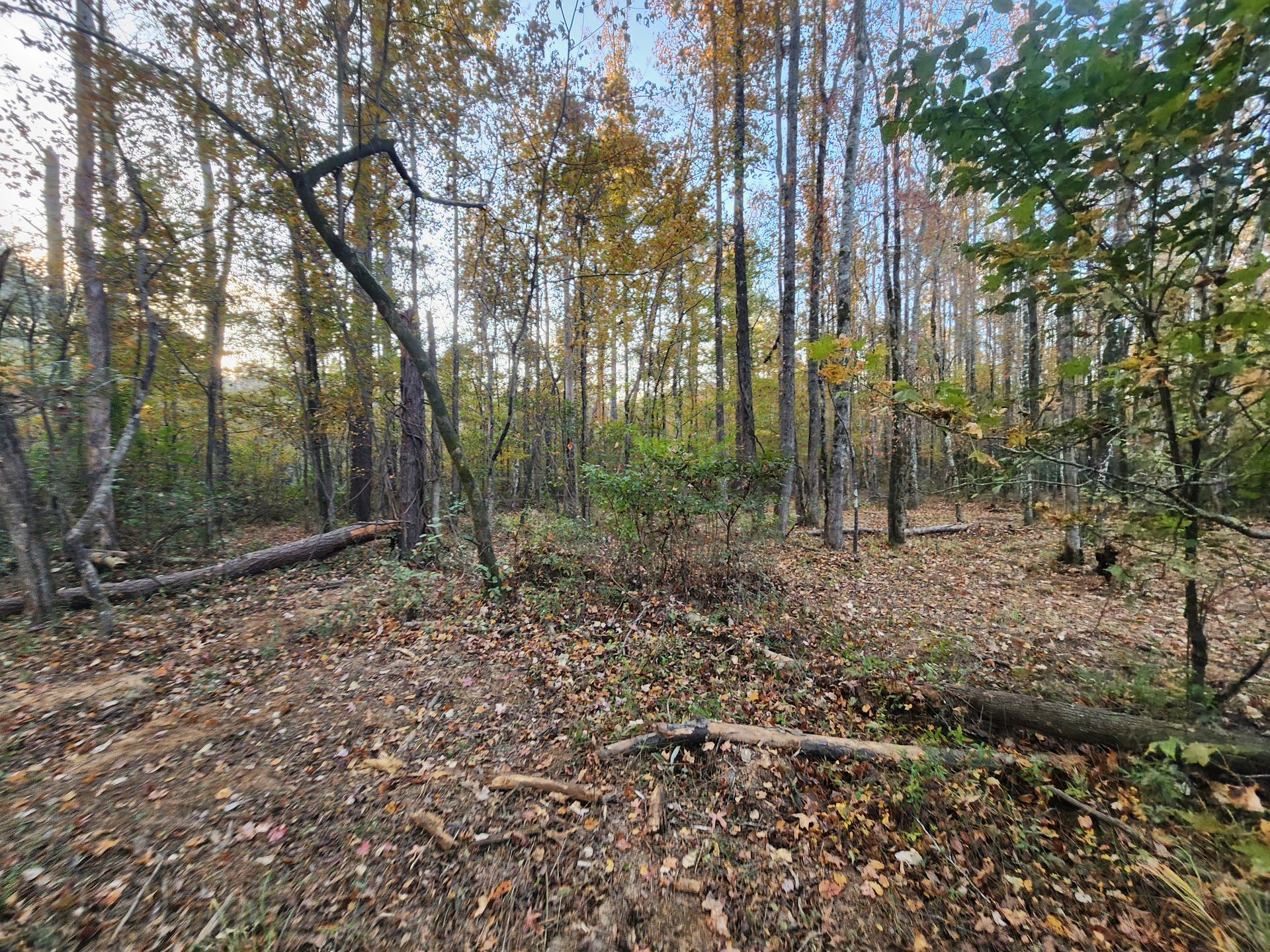 Forest clearing with fallen logs and autumn leaves; trees in background.