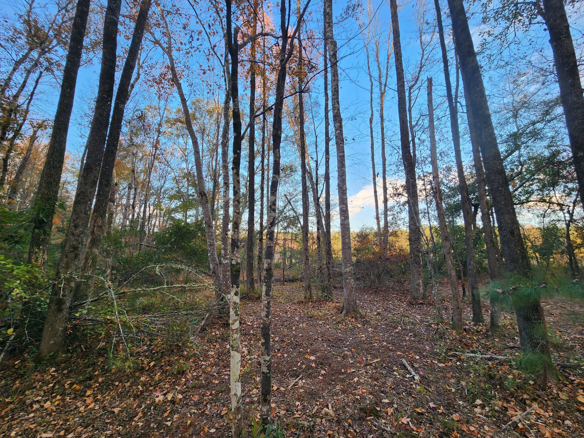 Forest scene with tall, bare trees against a blue sky, leaves on the ground.