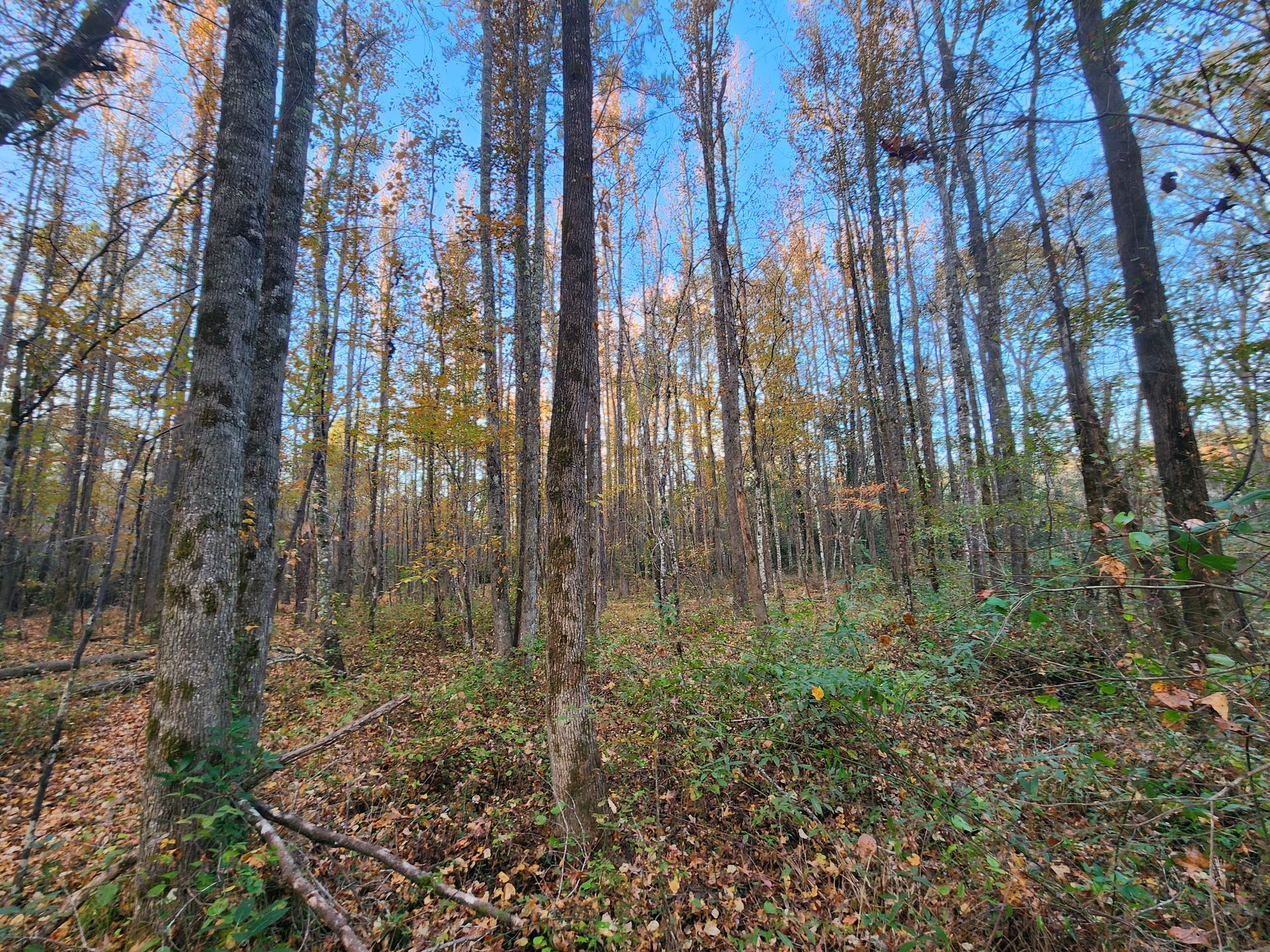 Tall trees in an autumn forest, leaves on the ground, blue sky peeking through branches.