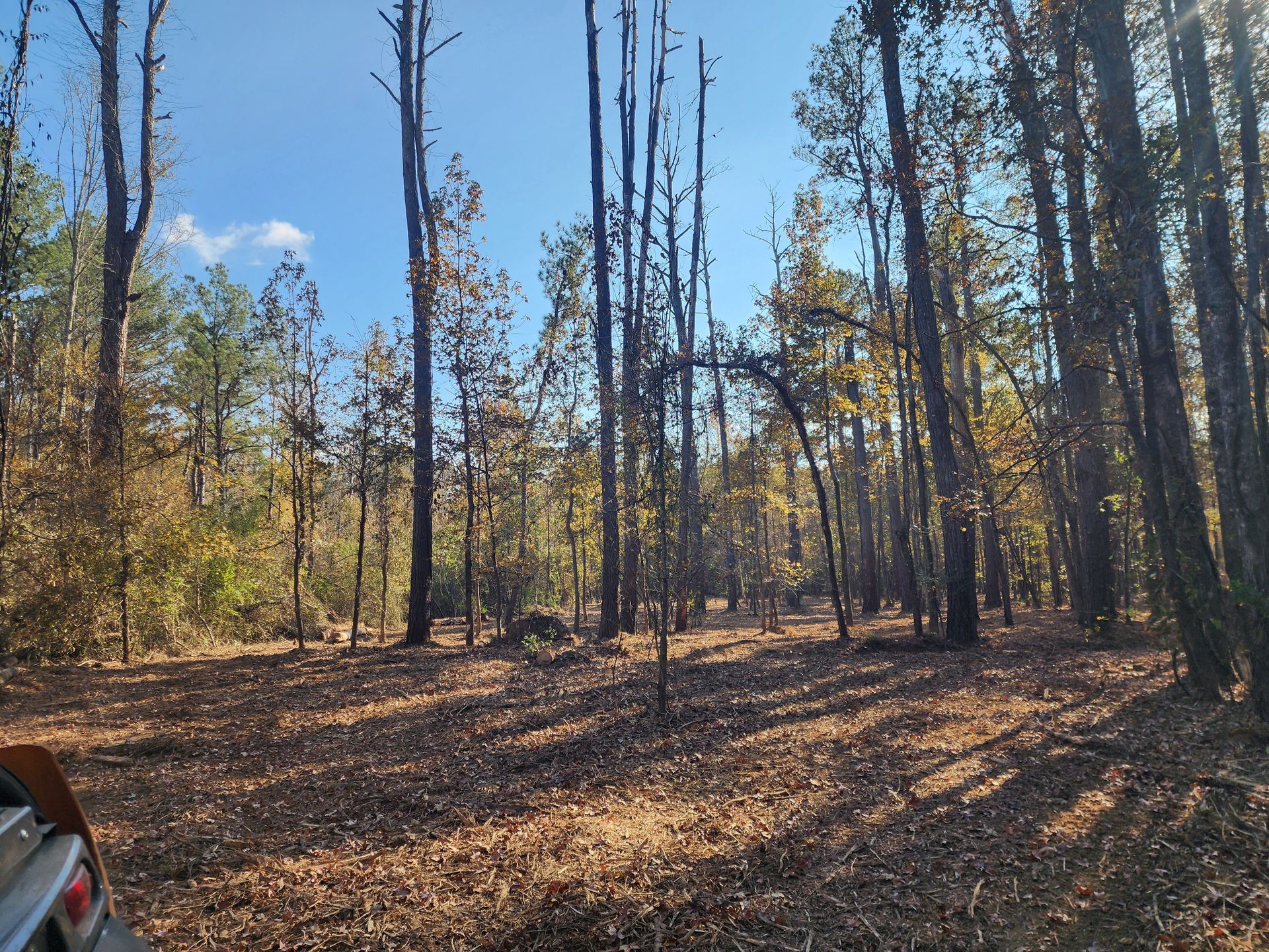 Forest scene with tall trees, brown fallen leaves, and sunlight.