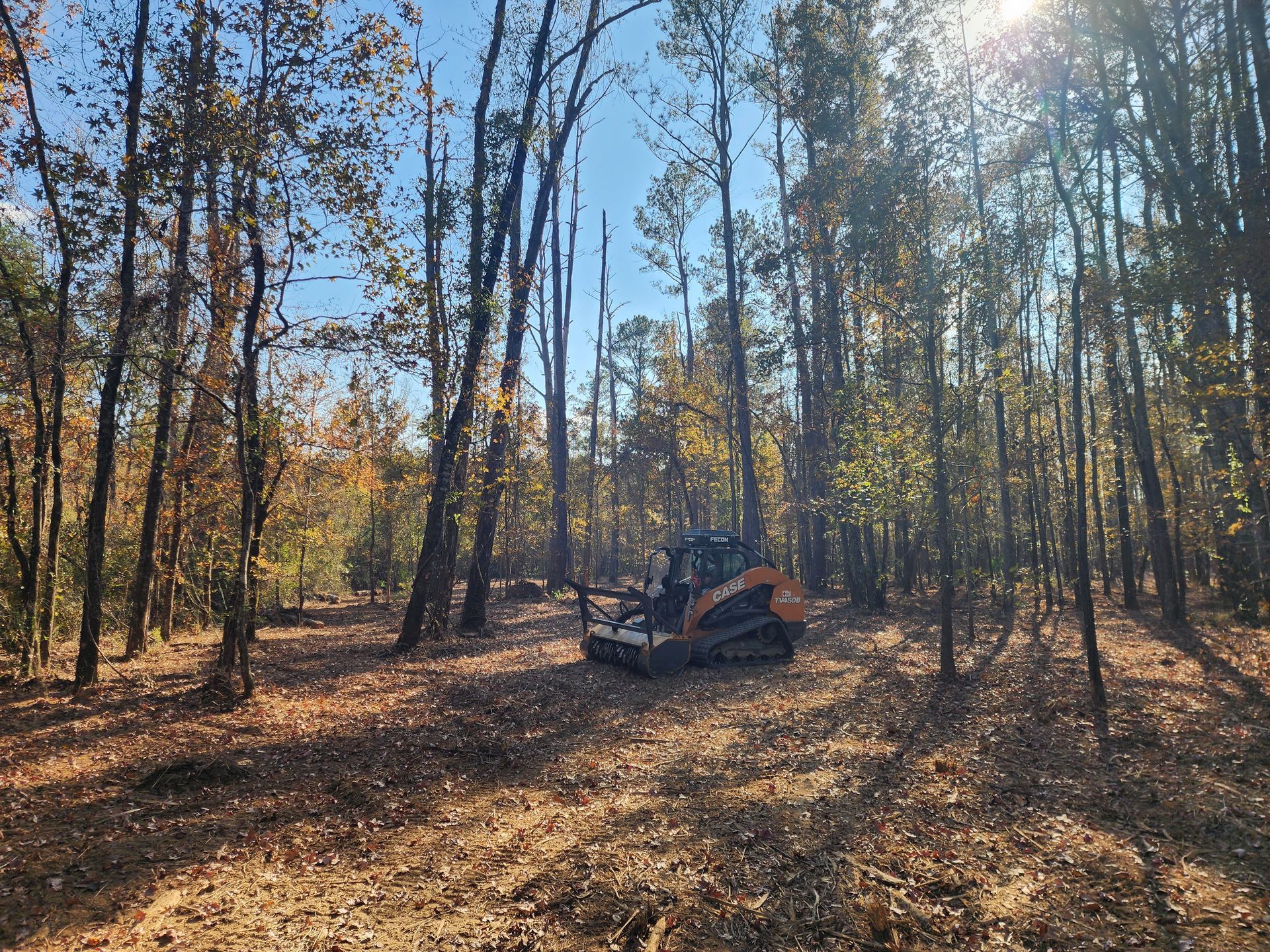 A skid steer clears trees in a sunlit forest clearing, strewn with autumn leaves.