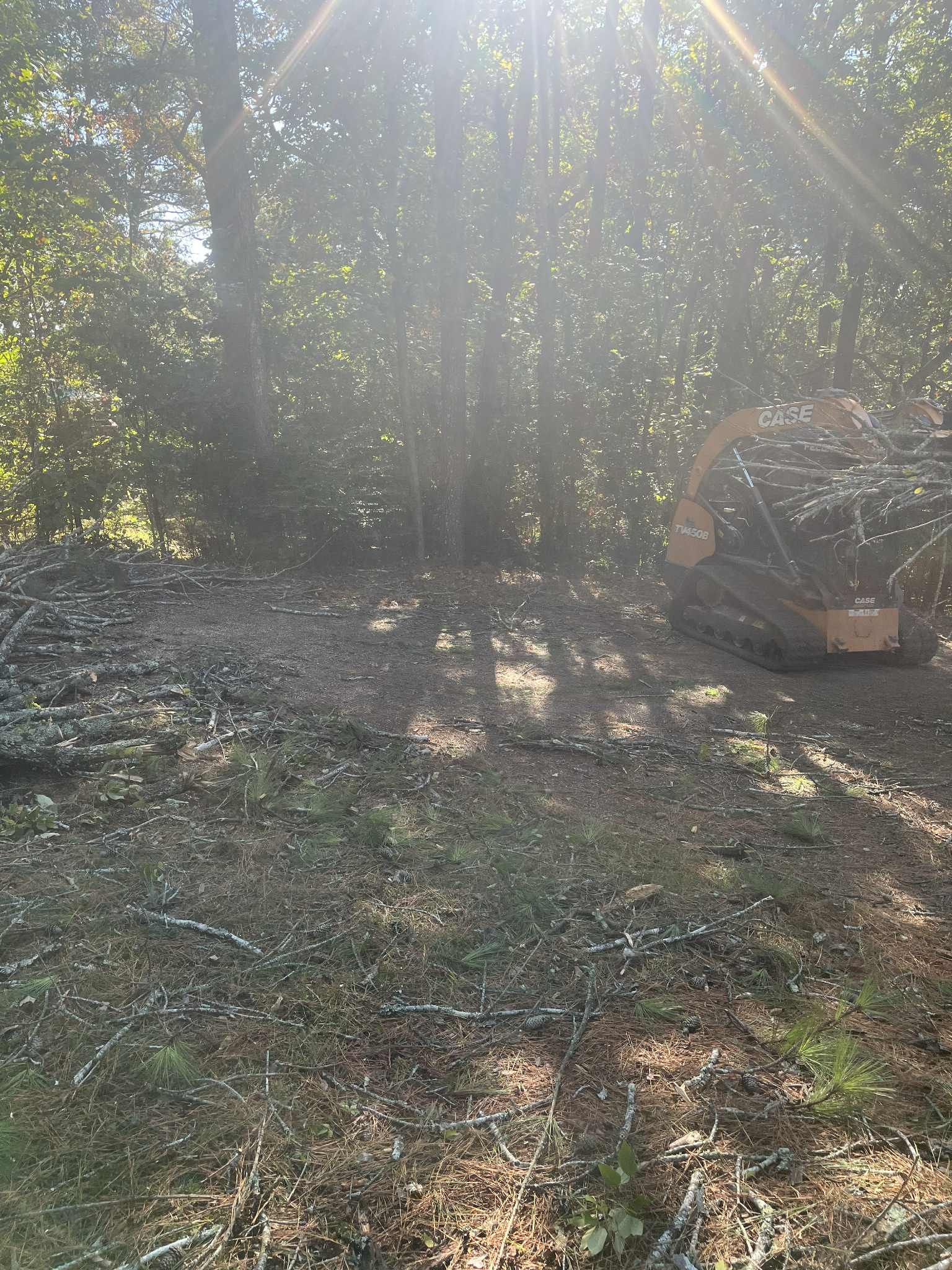 Sunlight streams through trees onto a clearing covered in mulch and twigs.