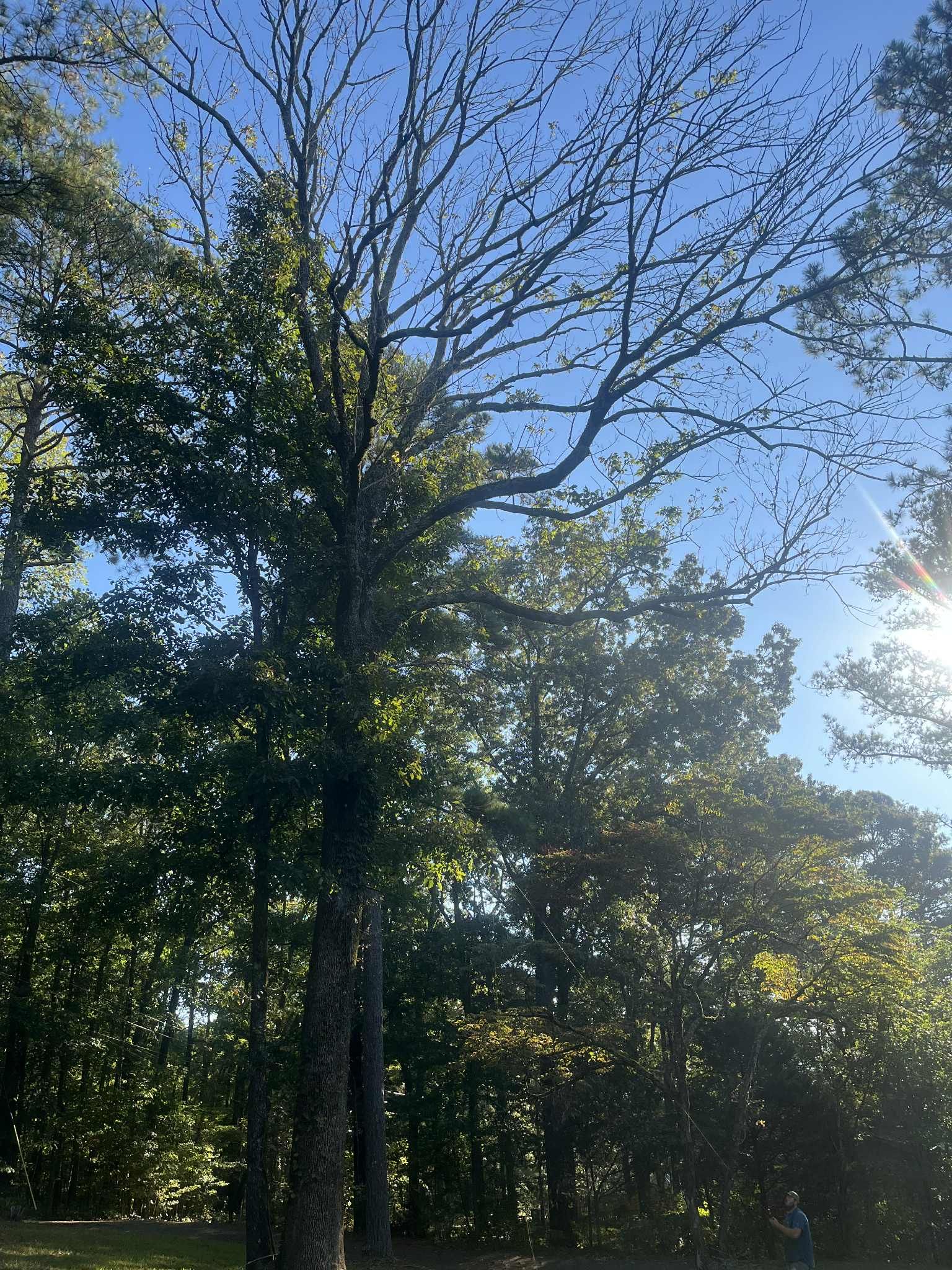 Tall tree with sparse leaves against a bright blue sky, sunlight filtering through foliage.