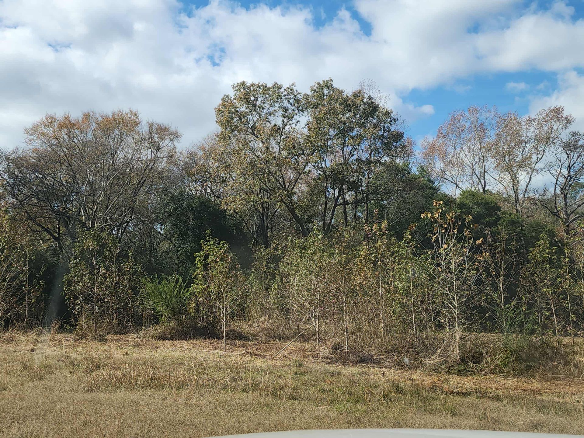 Trees with brown and green leaves against a blue sky with white clouds.