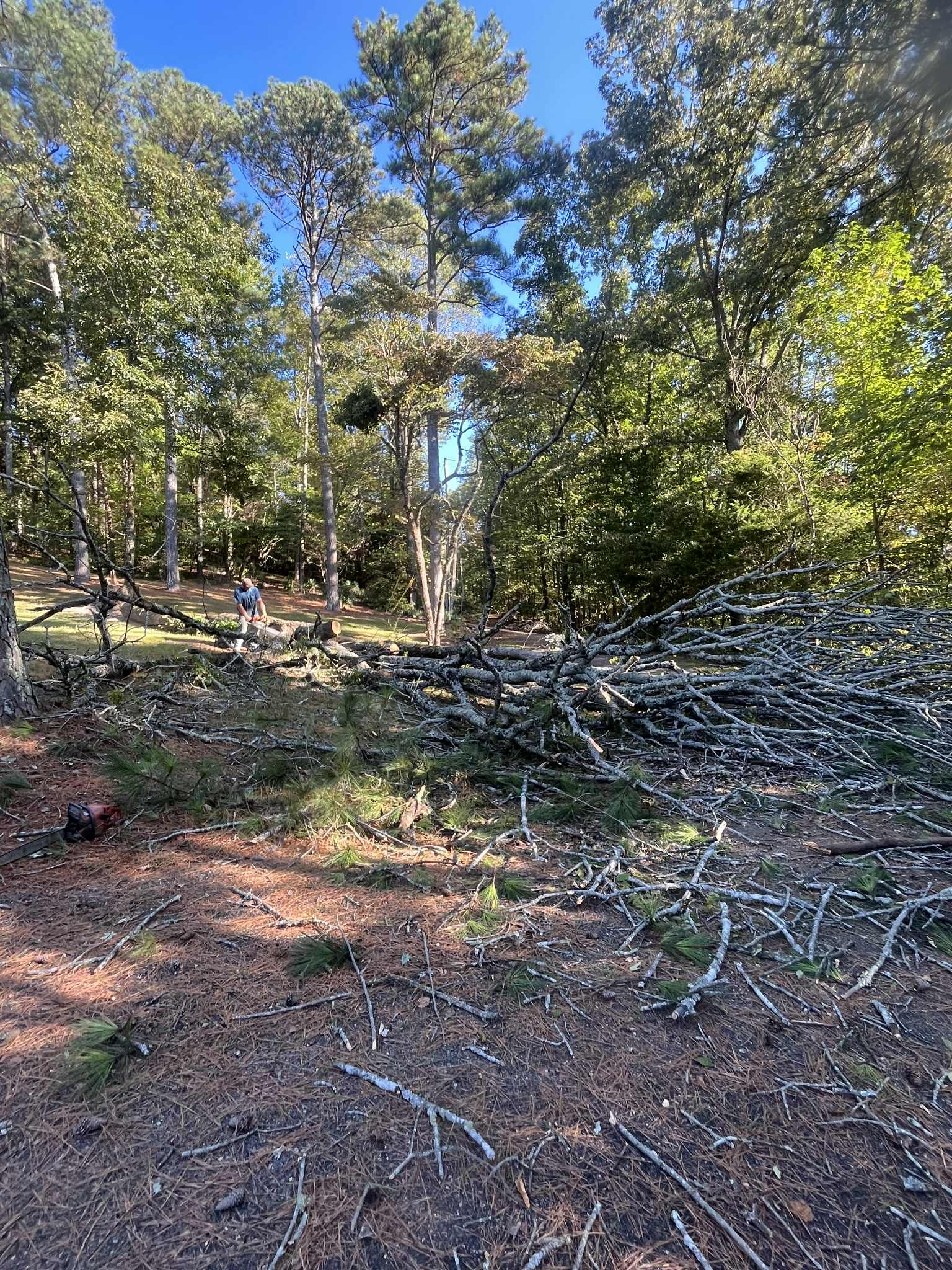 Wooded area with cut tree limbs. A person in the background, blue sky.