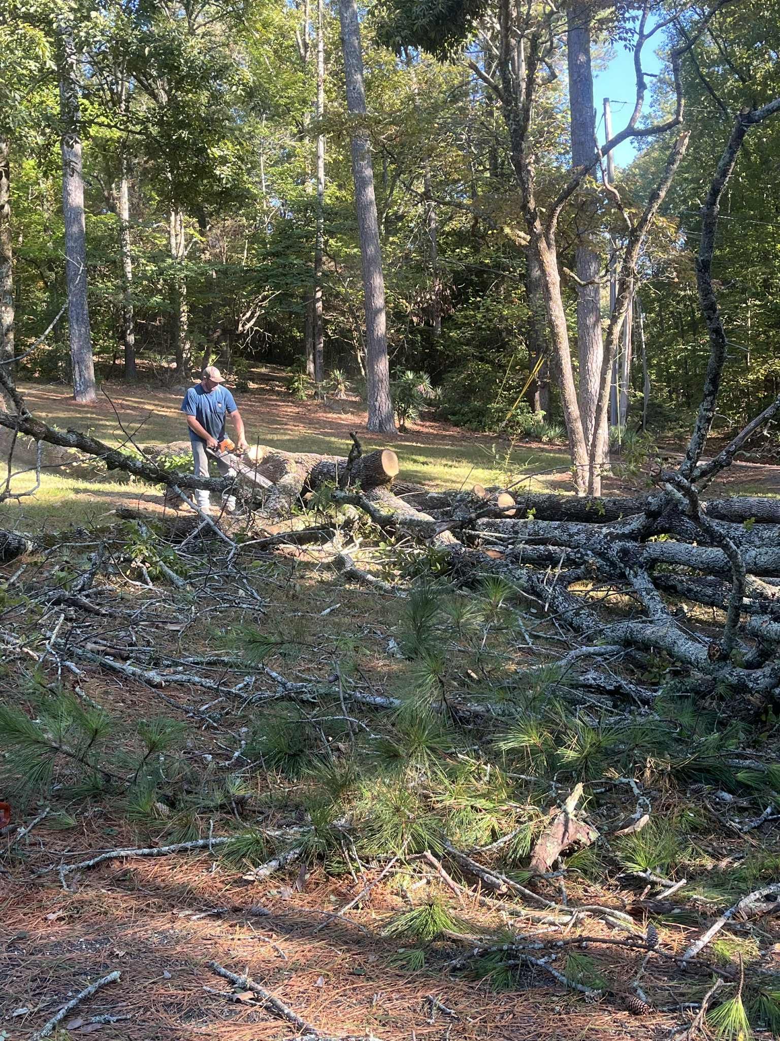 Person using a chainsaw in a wooded area, cutting fallen branches and wood.