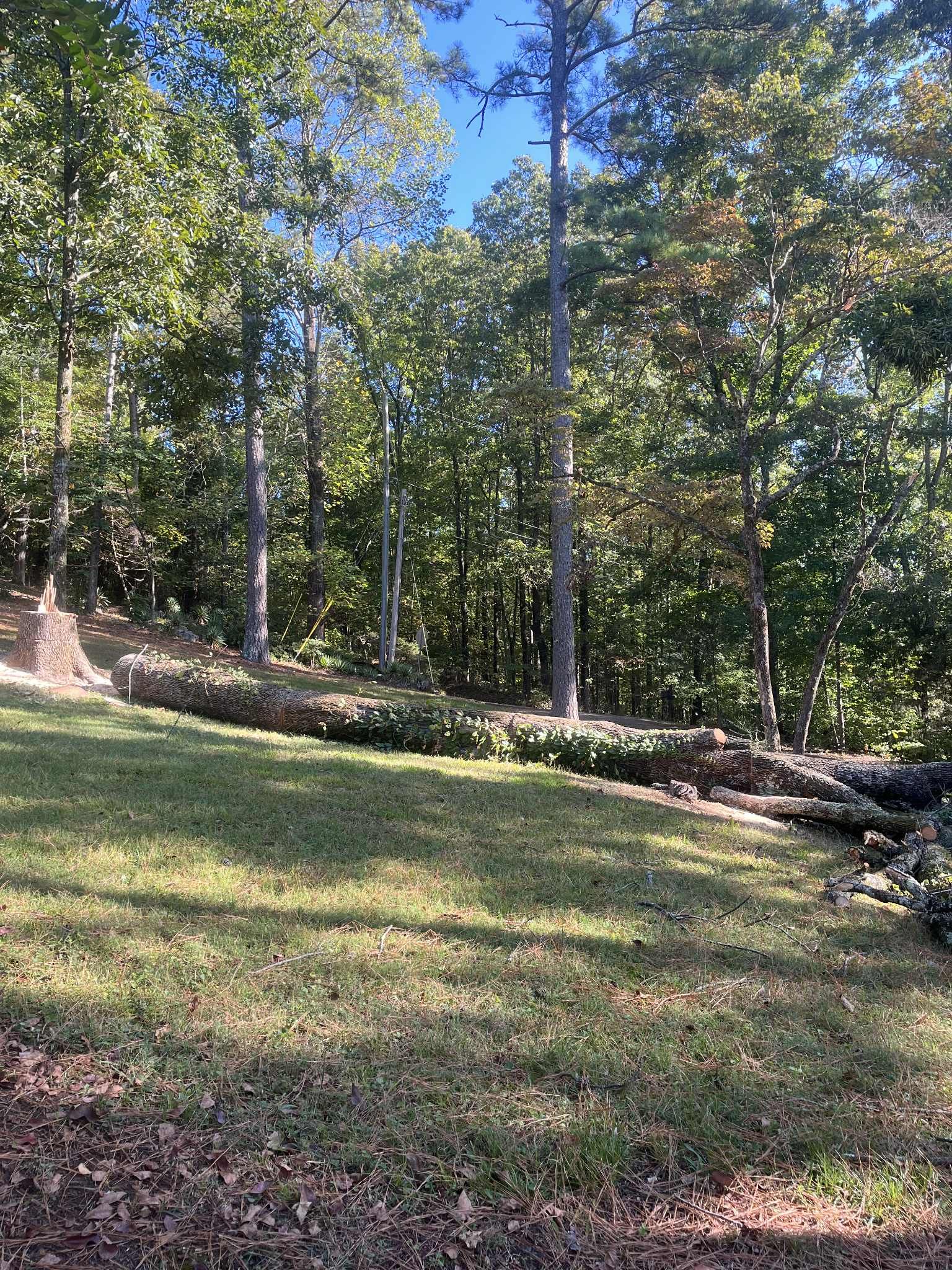Lawn slopes up towards a treeline on a sunny day.