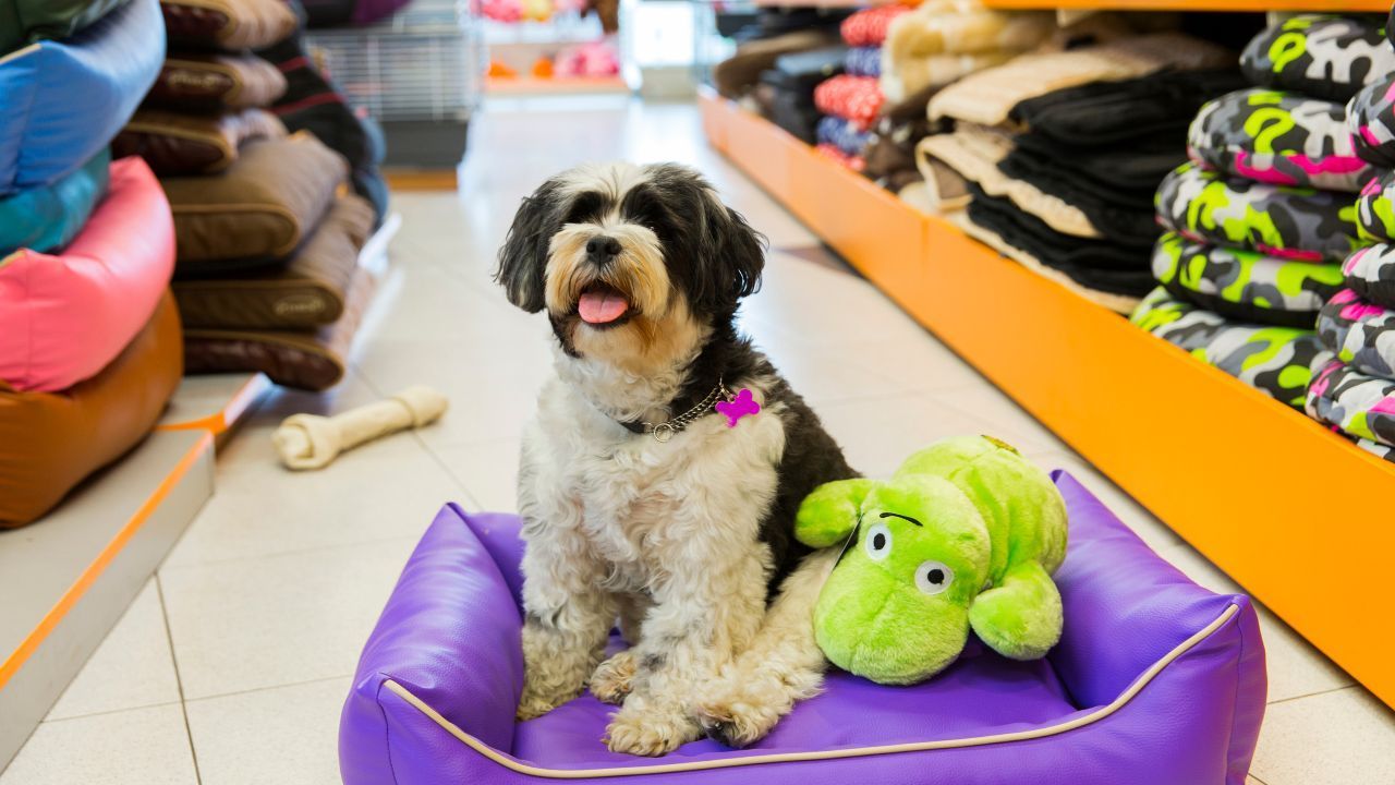 Ato de Empatia: Pet Shop Alimenta Cachorro de Rua, image size:1280x720