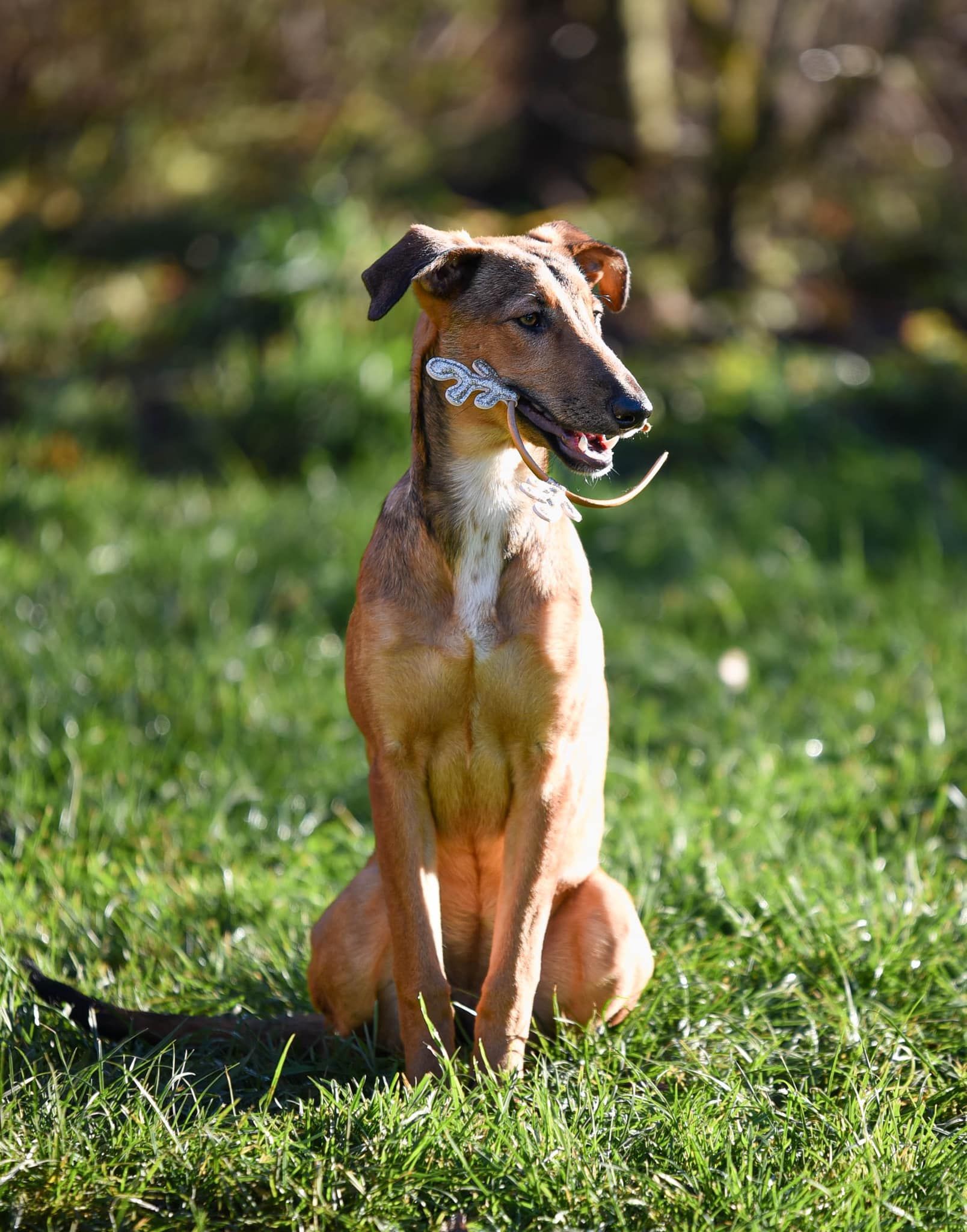 Whippet Tierschutz Windhund Hündinnen suchen ein Zuhause