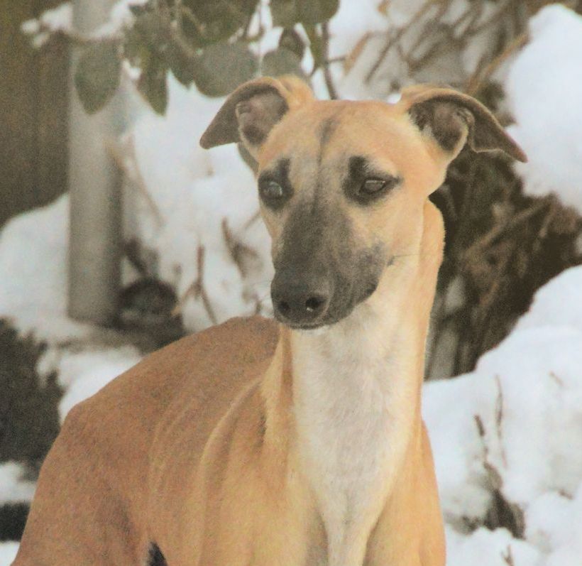 Whippet Tierschutz Windhund Rüden suchen ein Zuhause