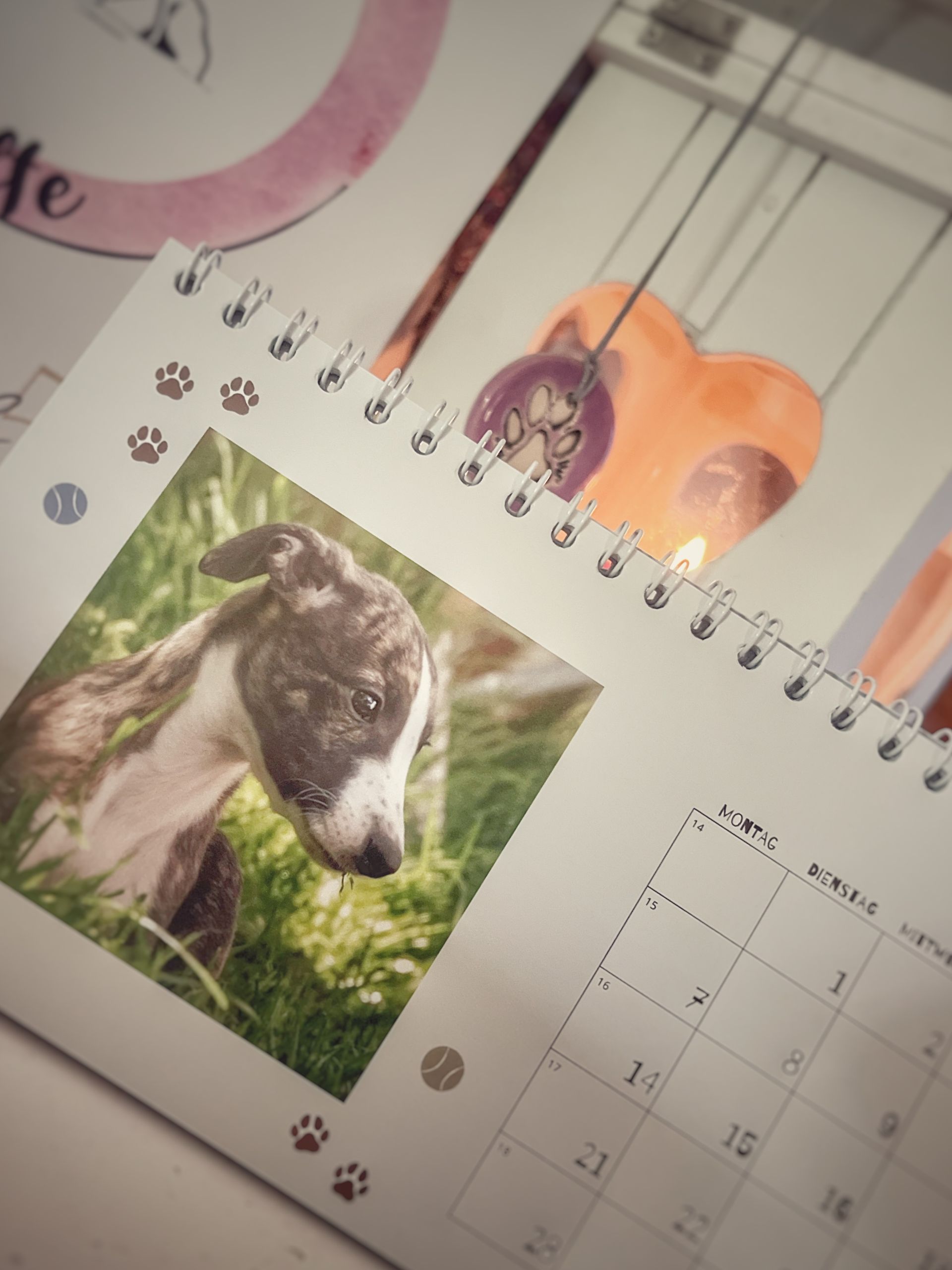 Whippet Windhund Levriero Sterling Silber Brosche (/Anhänger Halskette Gold Filigranes Geschenk Hund Geschenk Zeigen Kleiner Löwe Design) / - Österreich