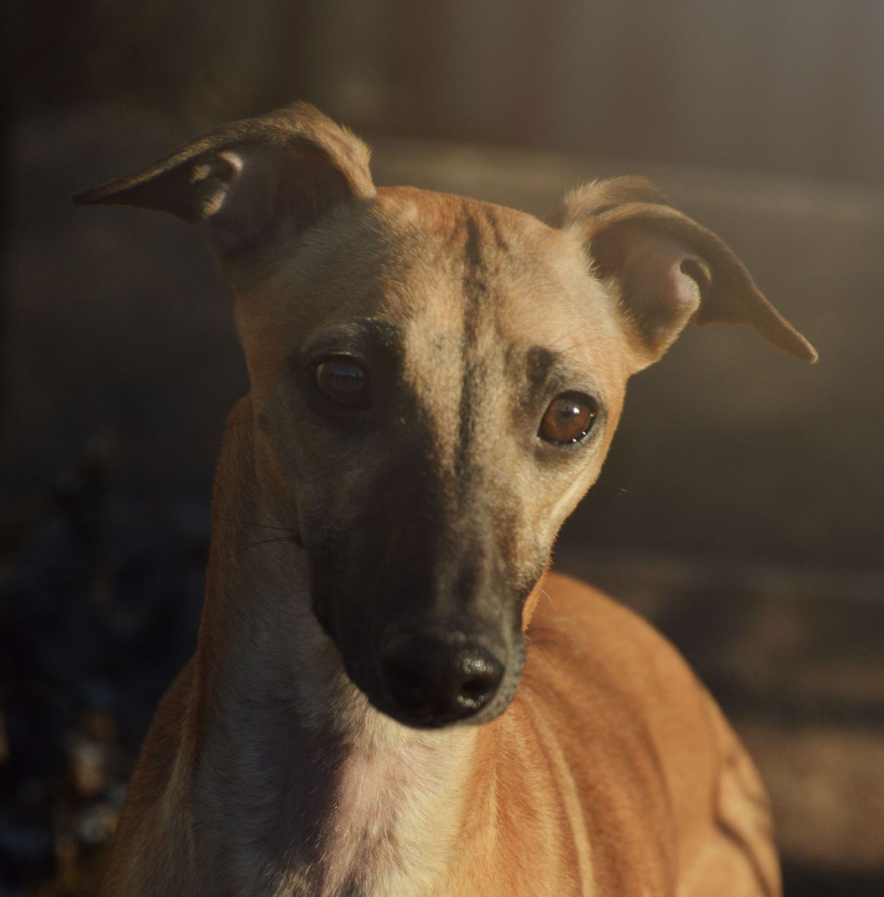 Whippet Tierschutz Windhund suchen ein Zuhause