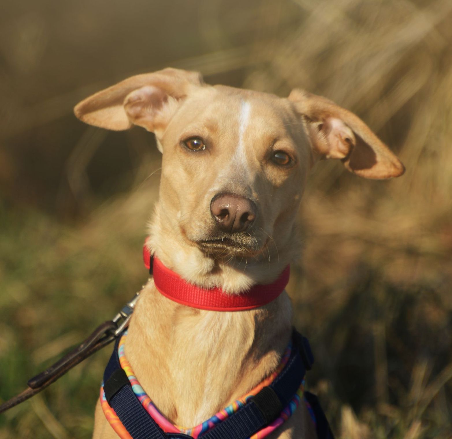 Whippet Tierschutz Windhund Hündinnen suchen ein Zuhause