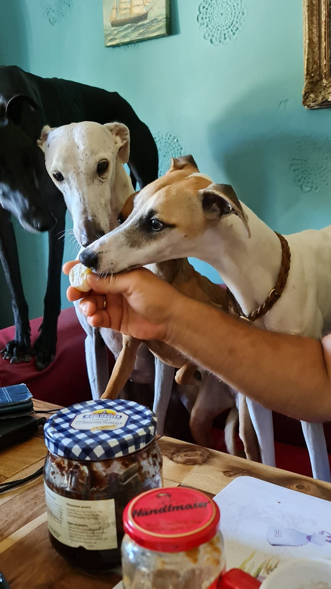 Whippet Windhund Tierschutz