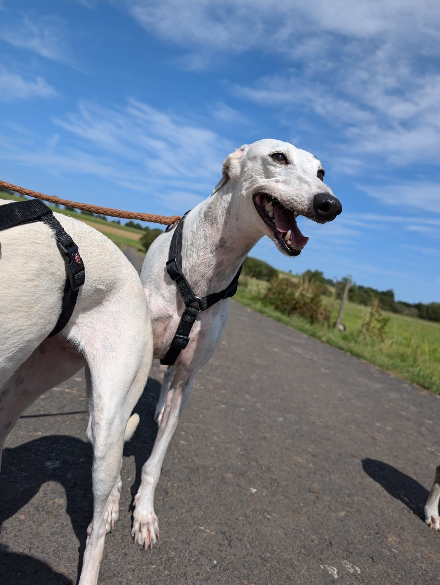 Whippet Tierschutz Windhund Hündinnen suchen ein Zuhause