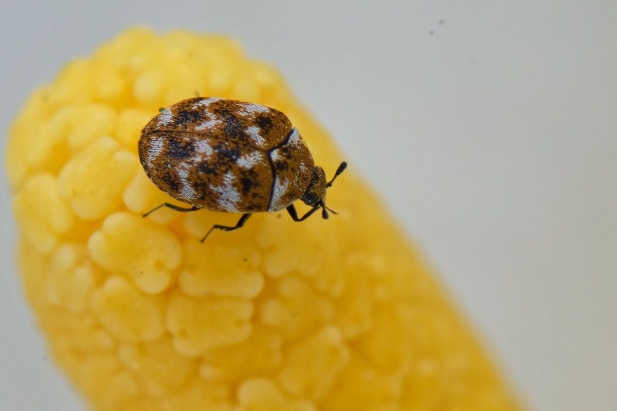 un petit insecte est assis au sommet d'un épi de maïs jaune.