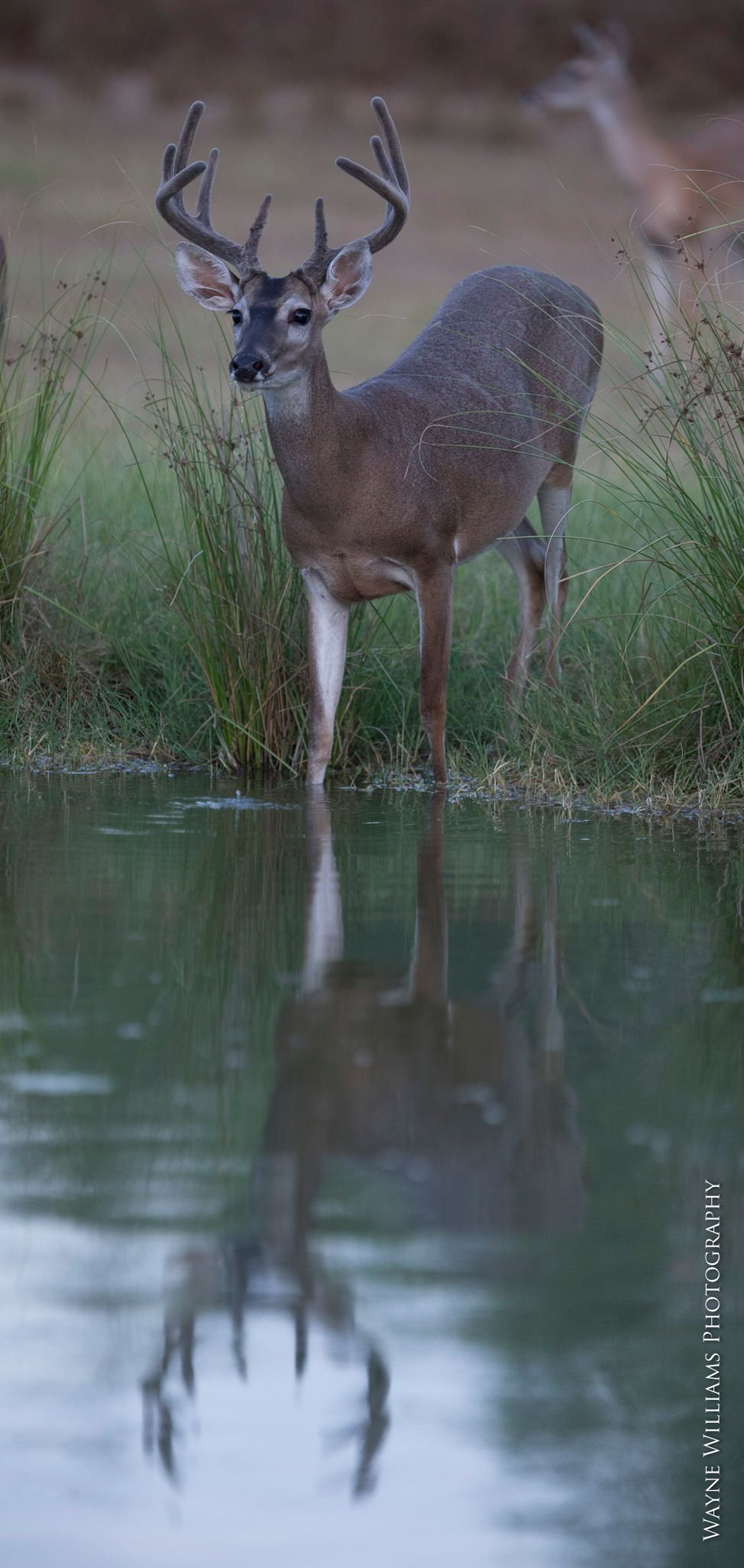 A deer is standing in the water and its reflection is in the water.