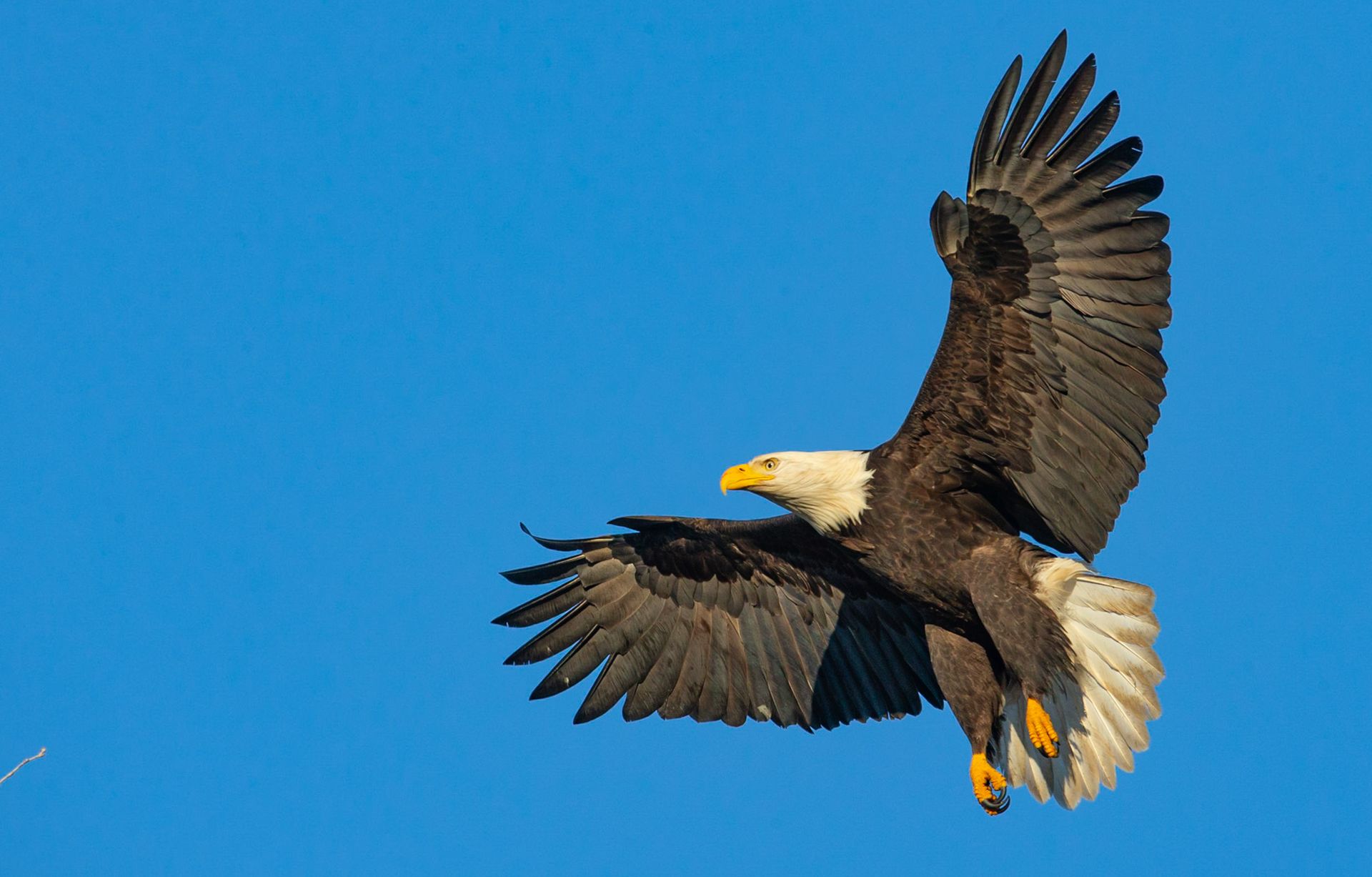 A bald eagle is flying through a blue sky